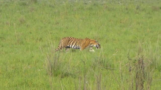Bengal Tiger & Siberian Tiger - The Differences