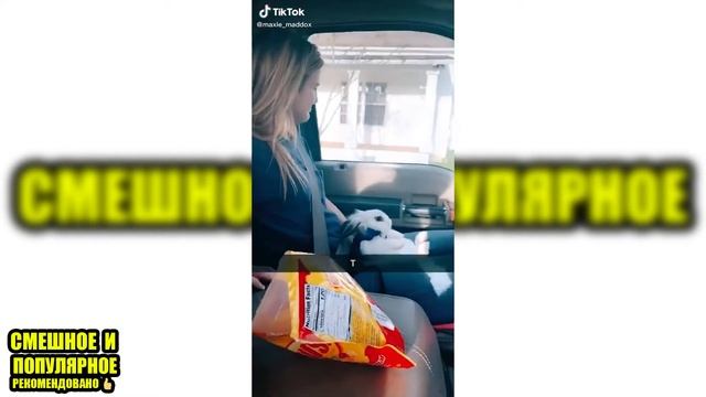 Кролики - смешные и милые зайчики??. Видео Подборка #1 смотреть онлайн