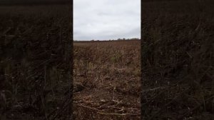 Комбайн Нова 340 на уборке подсолнечника "Калуга"