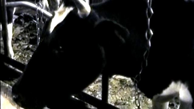 Не болит голова у дятла смотреть онлайн