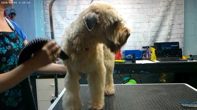 Groomerkt DOG GROOMING: Soft Coated Wheaten Terrier Haircut