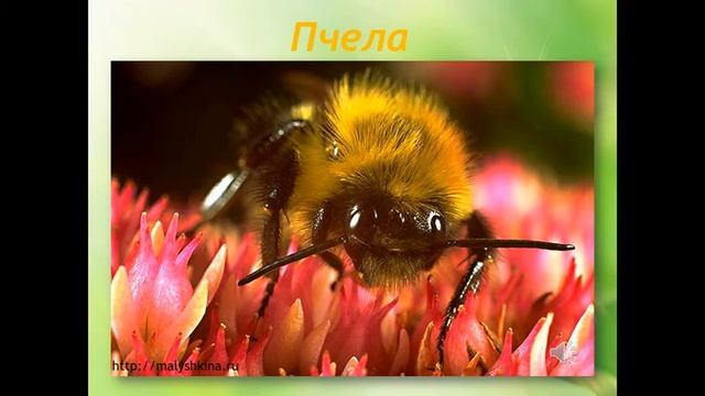 Насекомые вокруг нас смотреть онлайн