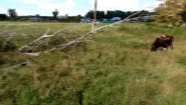 Где потерял 2 телят проверка быков на привязи молодняк ч.№1 смотреть онлайн