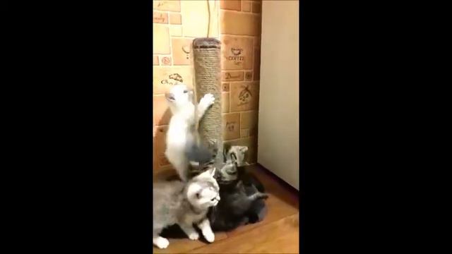 Игривые британские котята! Клубные малыши во всех смыслах)) смотреть онлайн