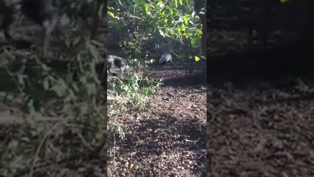 Дратхаар дара (Барсук) смотреть онлайн