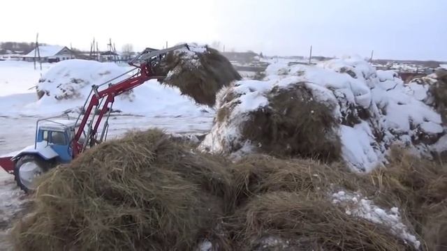 Подкинули сено 300 центнеров. Бой коров. Заклинил левый тормоз.