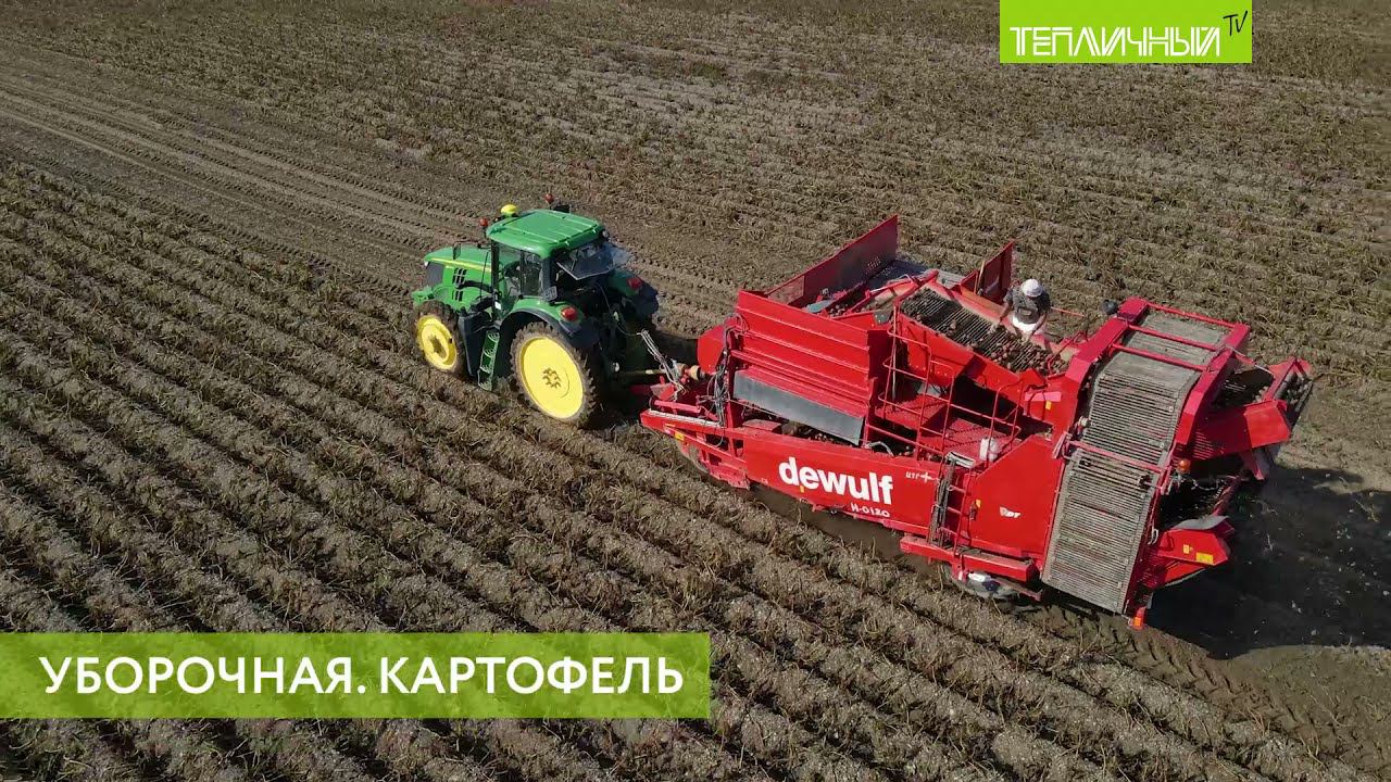 В "Тепличном" ударными темпами убирают урожай картофеля с полей смотреть онлайн