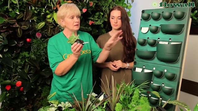 Фитокартины Flowall Фитостены и фитомодули смотреть онлайн