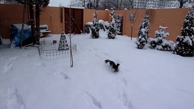 Russkiy Toy, Olga Der Blitz