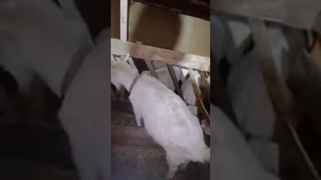 Дневник козы, 8 летняя коза зажирела 4 козла и не покрыта ужас смотреть онлайн