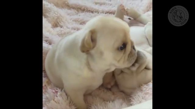ПРИКОЛЫ 2017 с животными. Смешные Коты, Собаки, Попугаи // Funny Dogs Cats Compilation. Апрель №83 смотреть онлайн