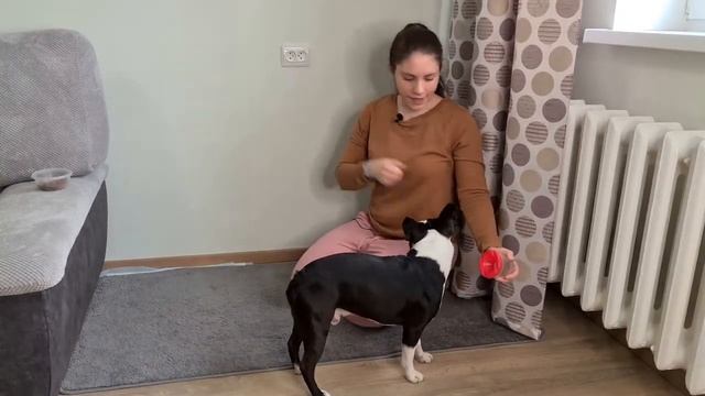 Постановка на запах: корица/ноузворк с бостон-терьером/базовый урок NoseWork смотреть онлайн