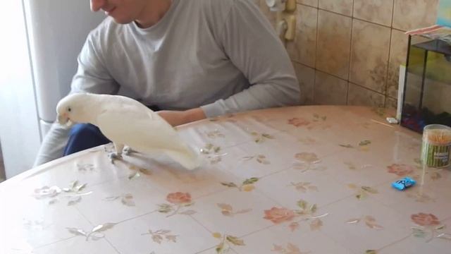 Какаду Гоффина. Разыгралась смотреть онлайн