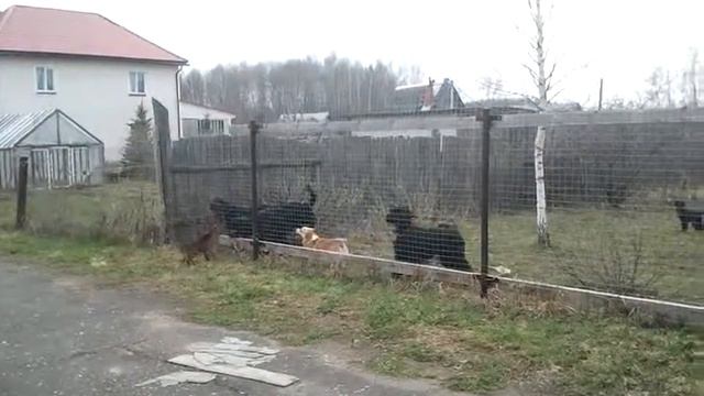 Пинчер Юго -задира:) смотреть онлайн