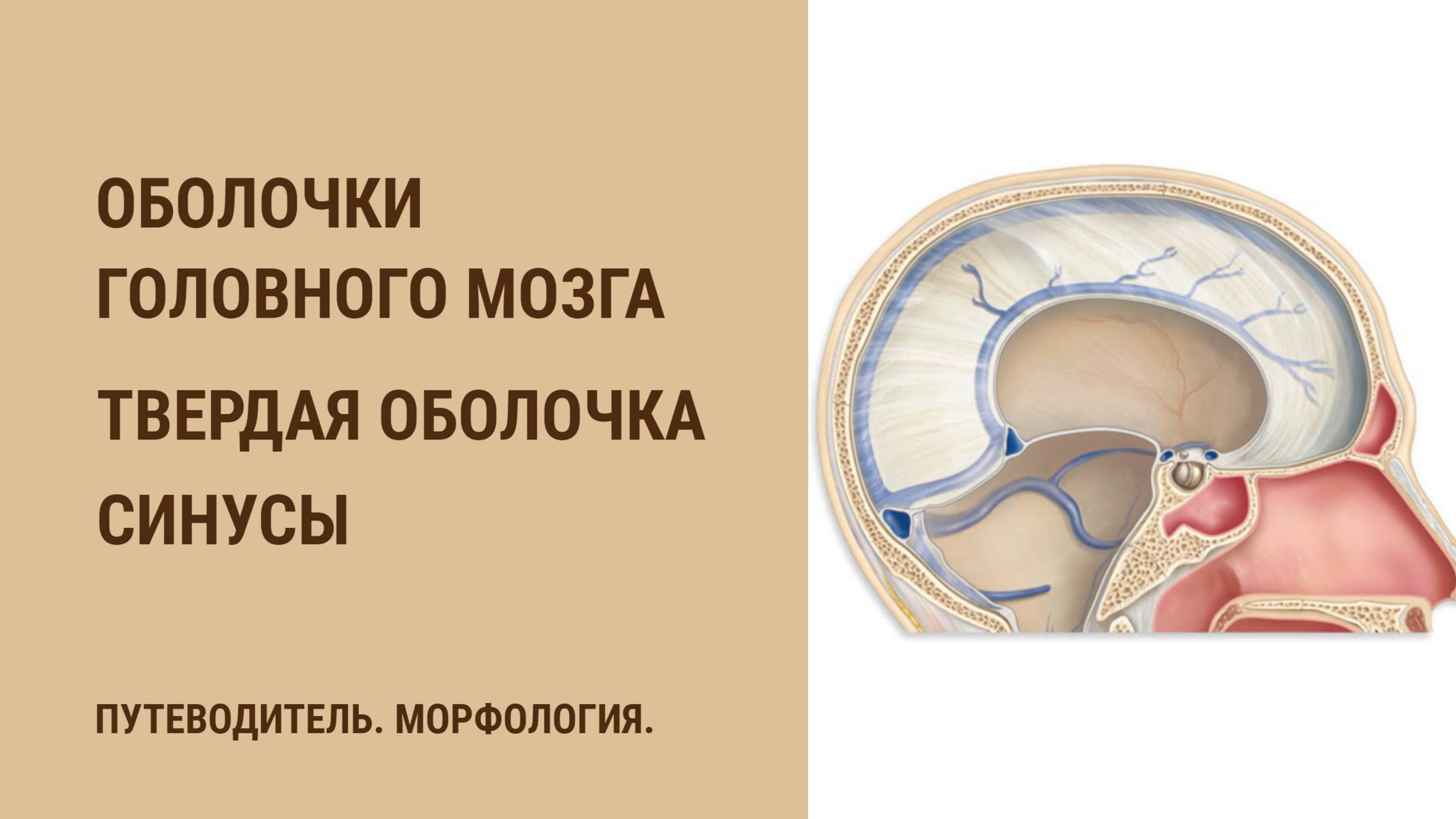 Оболочки головного мозга. Твердая оболочка. Синусы смотреть онлайн