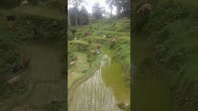 la sunnus maile gayeko git ani hernus man parema share pani garnus смотреть онлайн