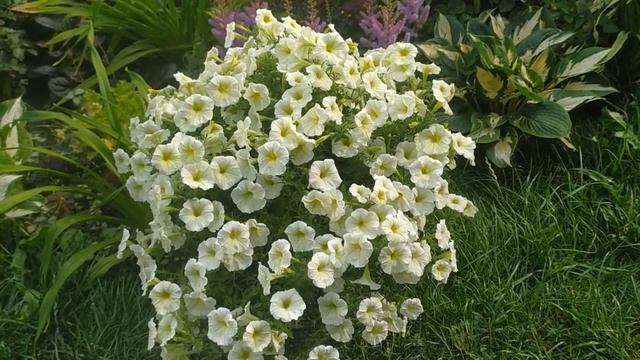 Петуния Пендолино Еллоу ( Pendolino Yellow). Отличная серия с геном мужской стерильности!!!
