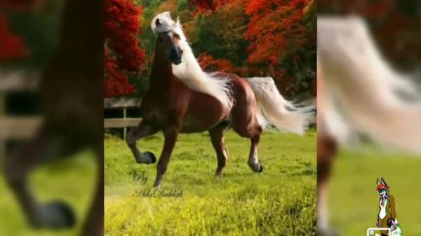 Картинки Лошади # 24