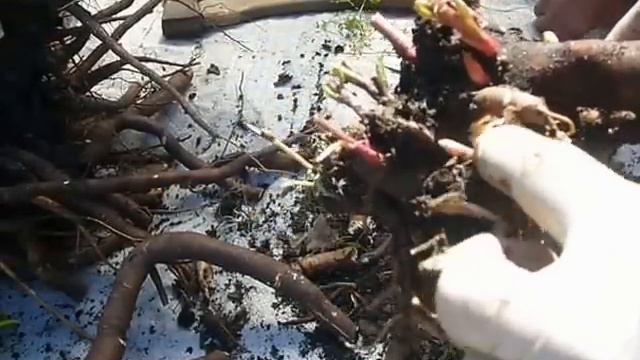 делим корневище пиона на делёнки смотреть онлайн