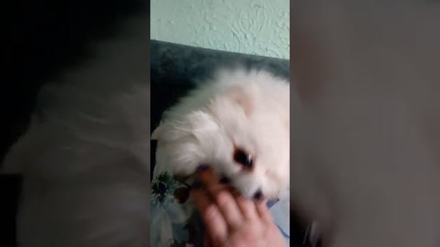 как и чем кормить шпицев, чтоб они были пушистые и шерсть не сыпалась #шпицуля #сельскаяжизнь смотреть онлайн