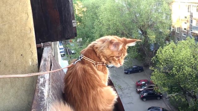 Мейн-Кун сидит высоко на балконе! смотреть онлайн