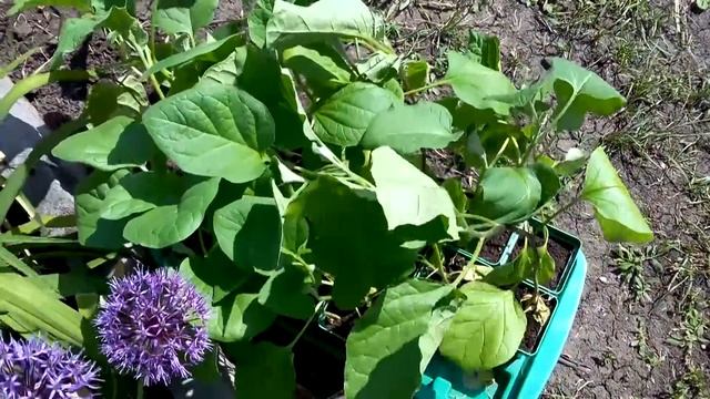 Органические удобрения: с кухни на грядку смотреть онлайн