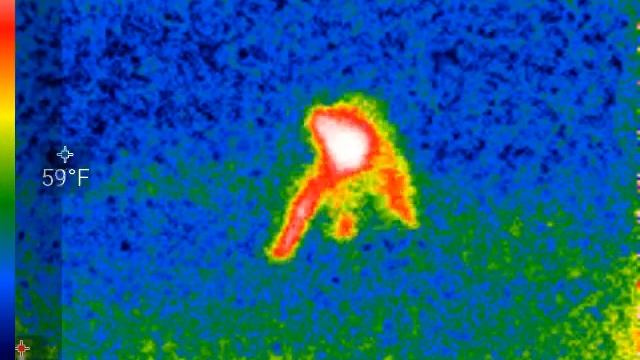 Seek Thermal Camera of a raccoon смотреть онлайн