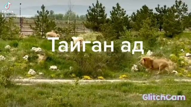 ПАРК ЛЬВОВ ТАЙГАН. ЛЬВЫ ЗАГРЫЗЛИ ЛЬВИЦУ. КОМУ НУЖЕН ТАКОЙ ТАЙГАН? ШОКИРУЮЩАЯ ПРАВДА смотреть онлайн