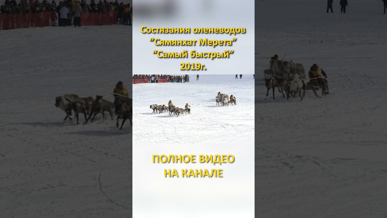 5 «Сямянхат Мерета» «Самый быстрый» 2019 состязания оленеводов гонки на оленях #shorts смотреть онлайн