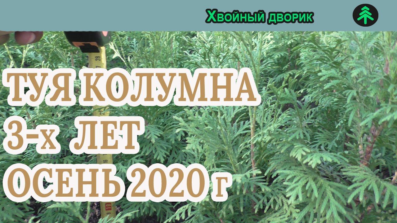 Туя западная колумна 3-х летка Сезон осень 2020 года (Обзор) питомник Хвойный дворик смотреть онлайн