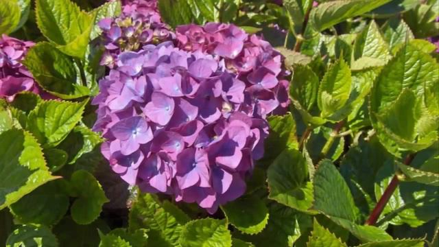 How to Plant Hydrangea Flower For Ornamental Plants At Home смотреть онлайн