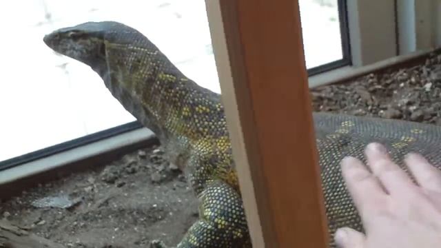 How to tame monitor lizards, the easy way смотреть онлайн
