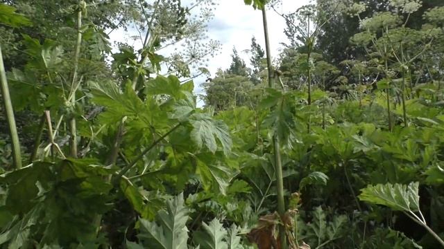 Форель.Новгородская обл.12-18.07.2020 смотреть онлайн