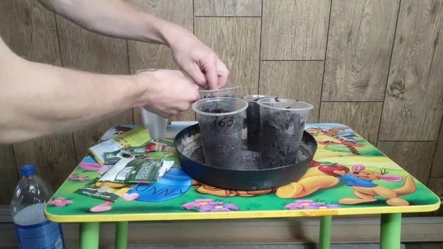 Как вырастить томаты на подоконнике. Ч.1 смотреть онлайн