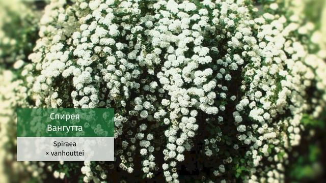 Зеленая кровля.. Выбор растений для крыш и рокариев смотреть онлайн