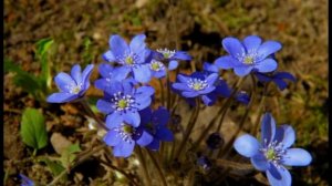 Весна. Первоцветы.