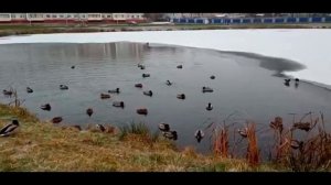 Столько диких уток на этом озере! Утки на озере. Природа лечит нервы. Релакс