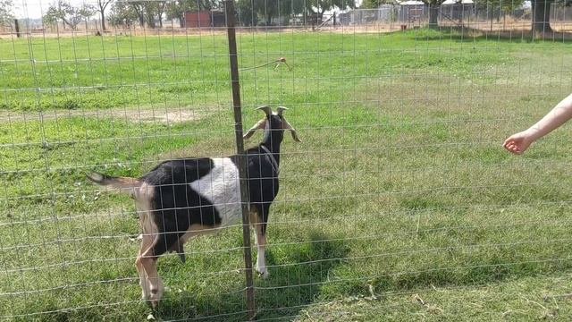 Высокопoродные козы нубийской породы у знакомого на ферме. смотреть онлайн