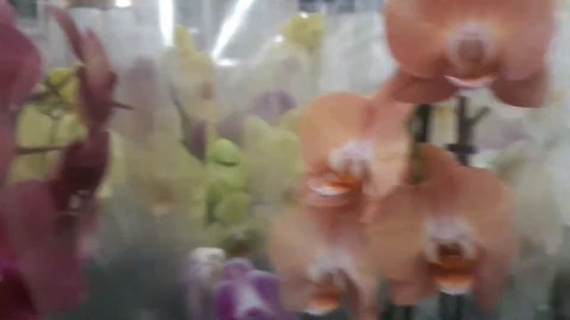 Что привезли в Самару? Завоз орхидей в Леруа Мерлен ИКЕА. Быстрый обзор фаленопсисов 05.08.2021 смотреть онлайн