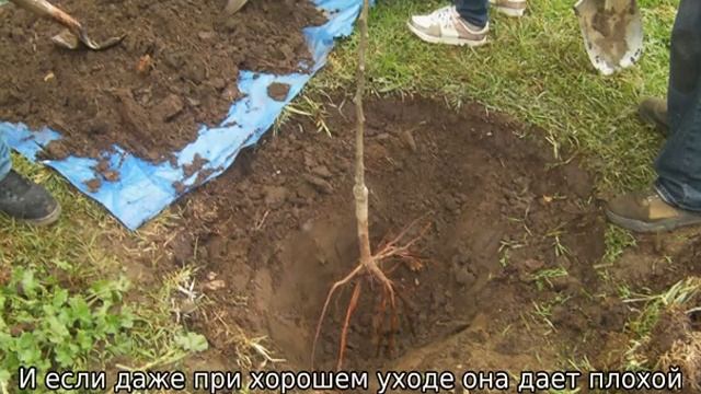 Можно ли сажать сливу рядом с вишней смотреть онлайн