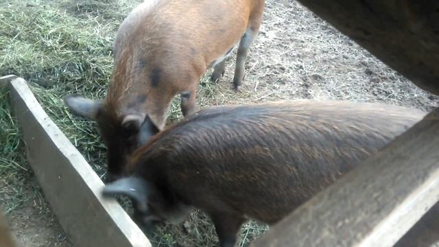 Ферма,поросята Кармал,гуси,утки,кролики смотреть онлайн