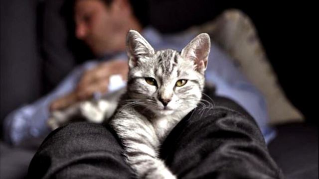Почему многие коты предпочитают спать, умостившись на человека сверху смотреть онлайн