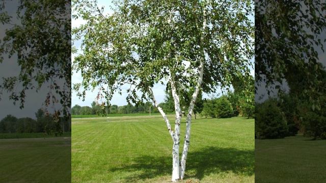 Гуляла шпана