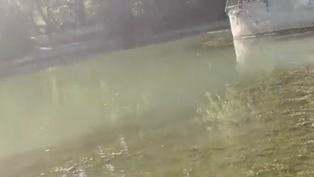 К чему приводит бетонирование берегов озёр😪😪😴😴😭 Повальный игнор Законов Природы- Гибель Человечеств смотреть онлайн