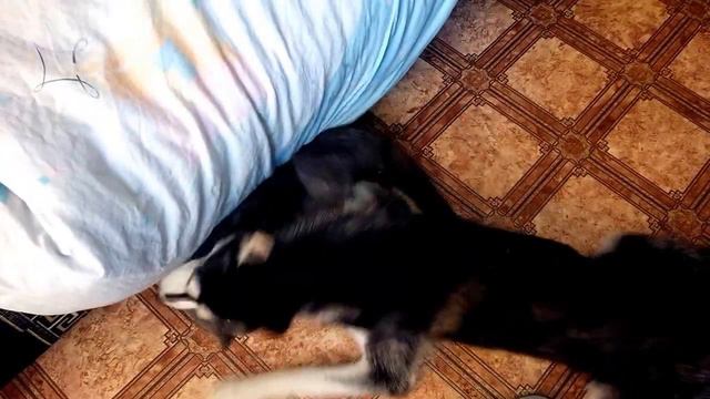 Кто победит кот или пес? смотреть онлайн