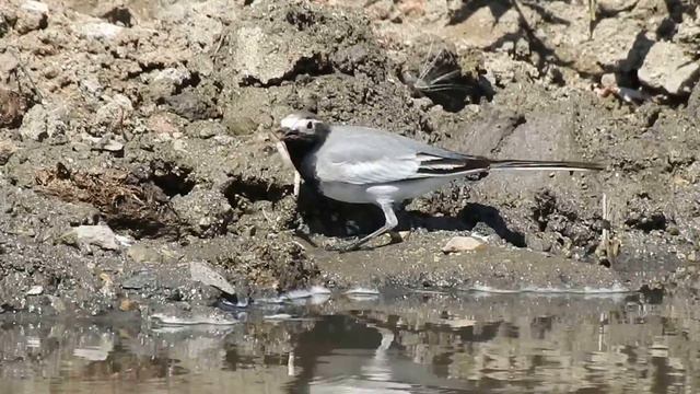 Маскированная трясогузка смотреть онлайн