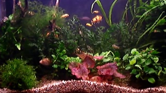 Дизайн аквариума с африканскими цихлидами смотреть онлайн