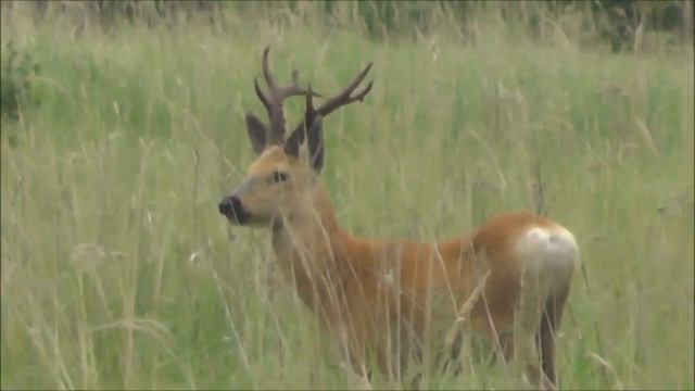 Трофейный самец сибирской косули #2 Trophy male Siberian roe deer. Das Trophäe-Männchen ist ein Reh смотреть онлайн