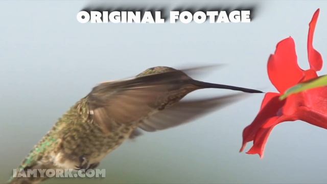 Stable Diffusion using Video Input img2img : Animating over Live Footage : Running Locally for FREE смотреть онлайн