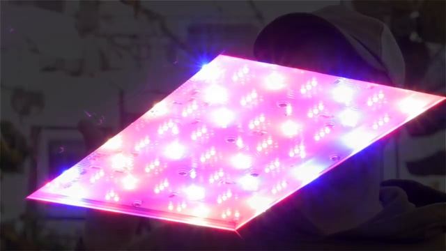 Greenhouse LED Lighting Study Results In Minnesota